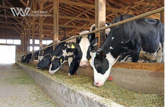 Ivermectin Powder Cas 70288-86-7 Pure  For Cattles Intestinal Antiparasitic Drug